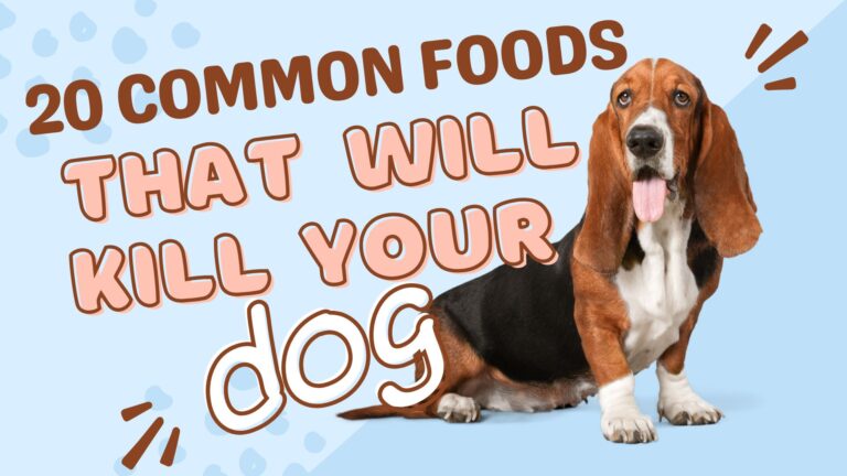 20 Common Foods That Will Kill Your Dog: Must-Know Guide